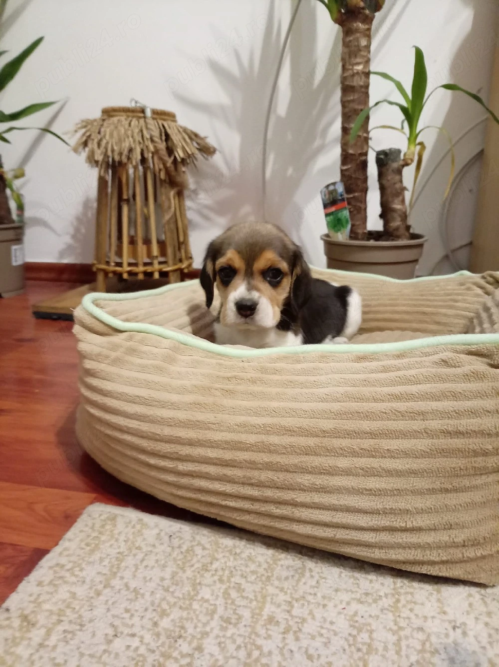 beagle pui super frumosi