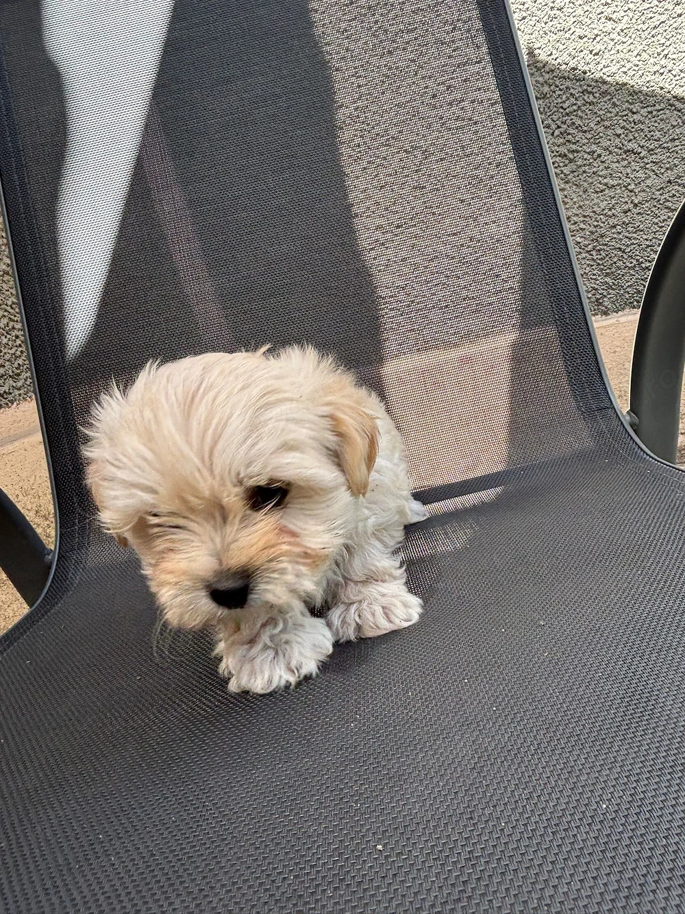 Căței bichon de vanzare