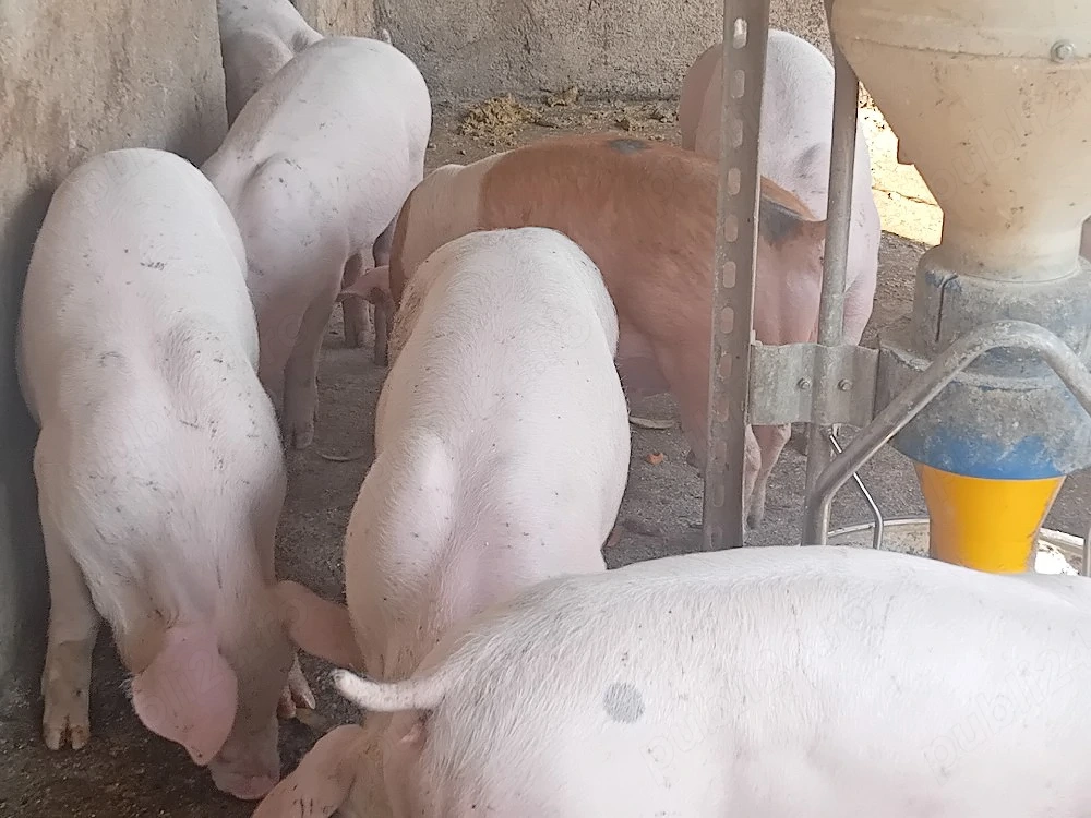 Purcei, 30 kg