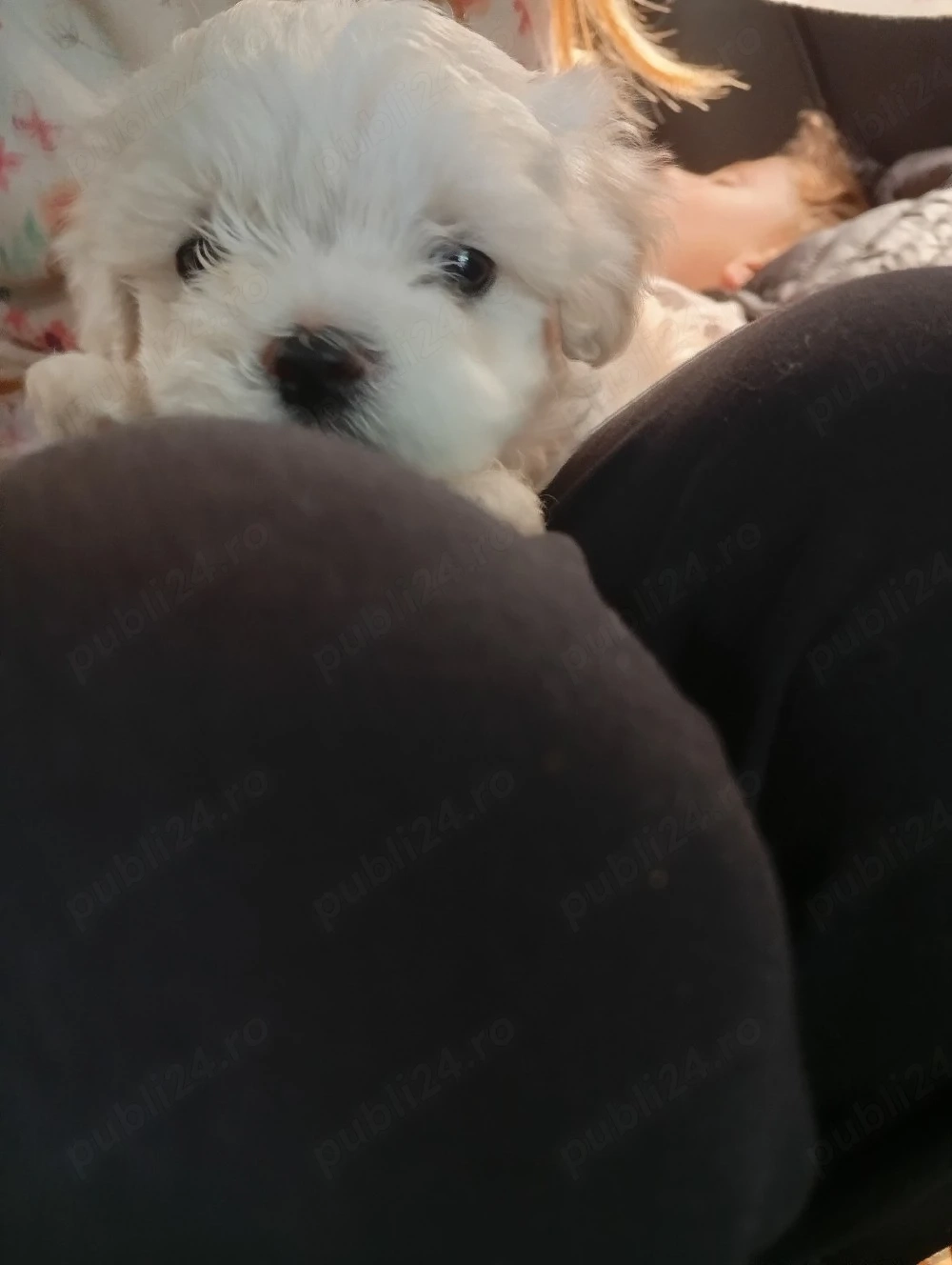 Fetita si baietel bichon maltez mini toy