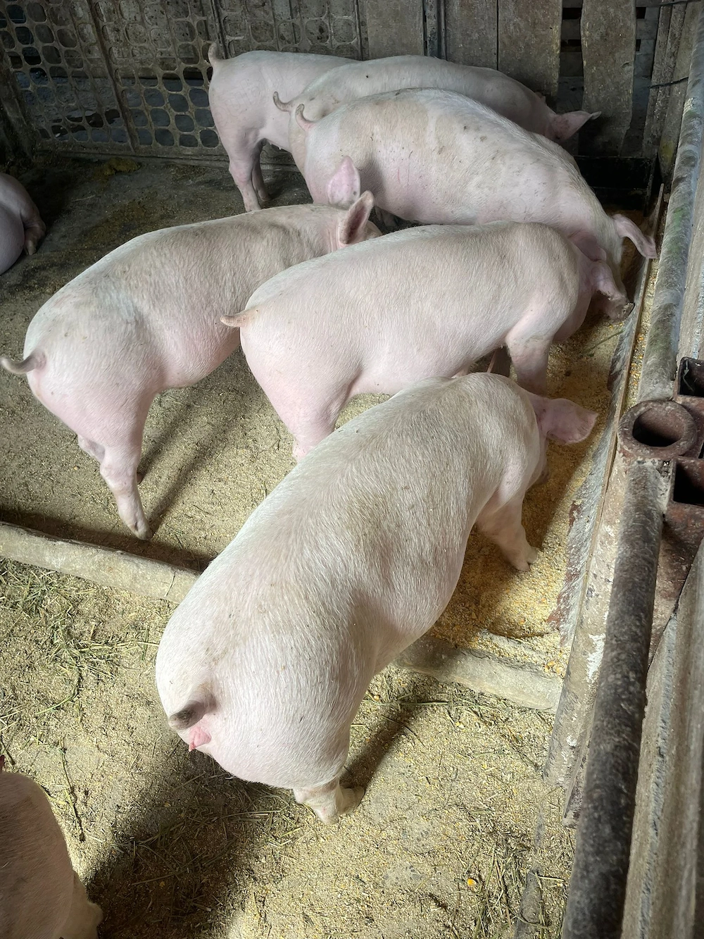 Purcei porci 45-50 de kg 