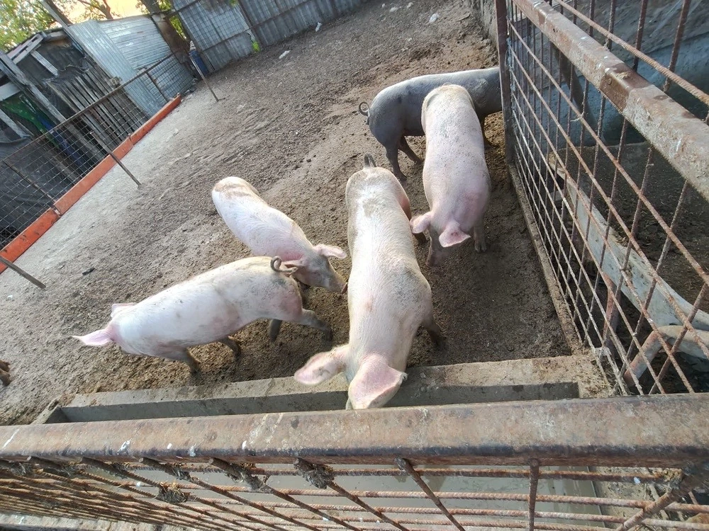 vand porci 