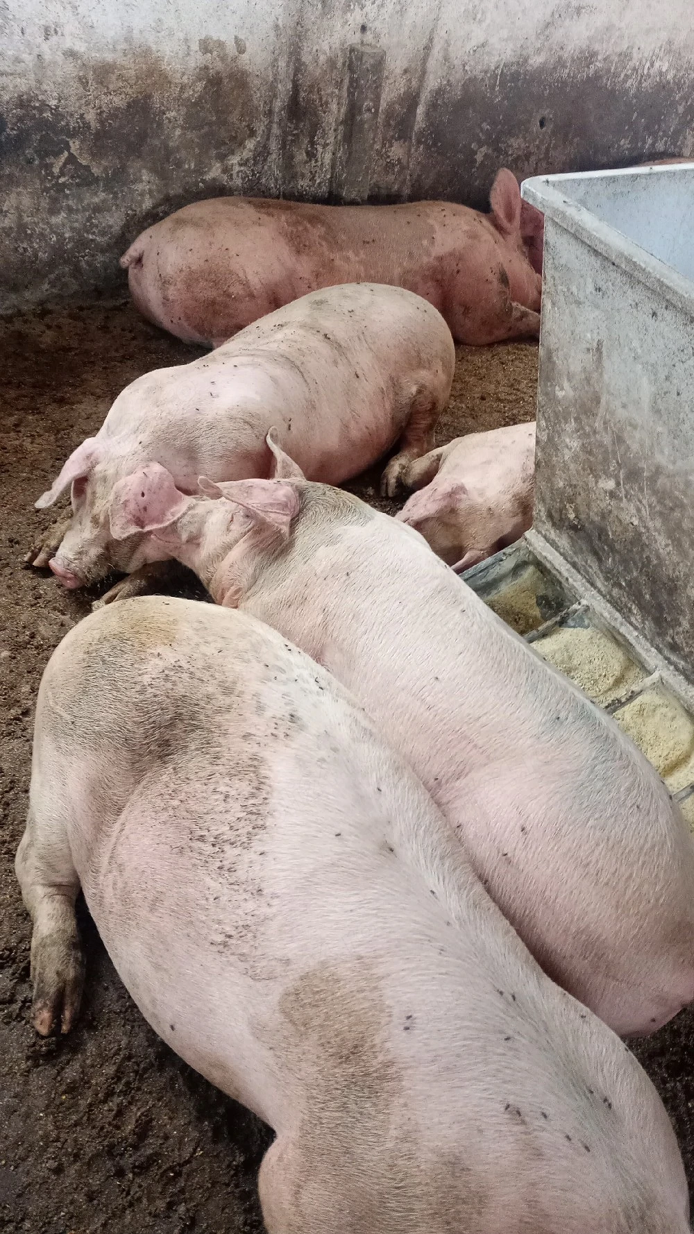 Porci rasa carne 100-150 kg