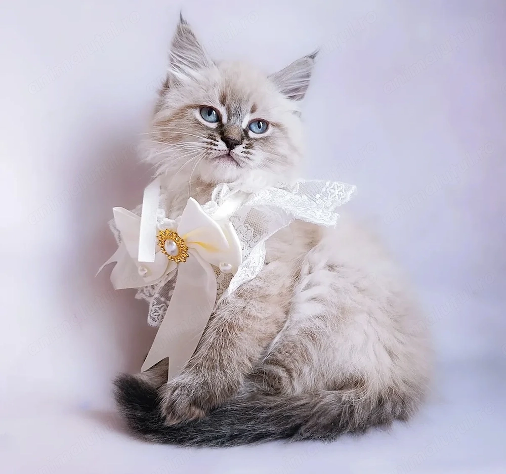 Maine coon baietel 