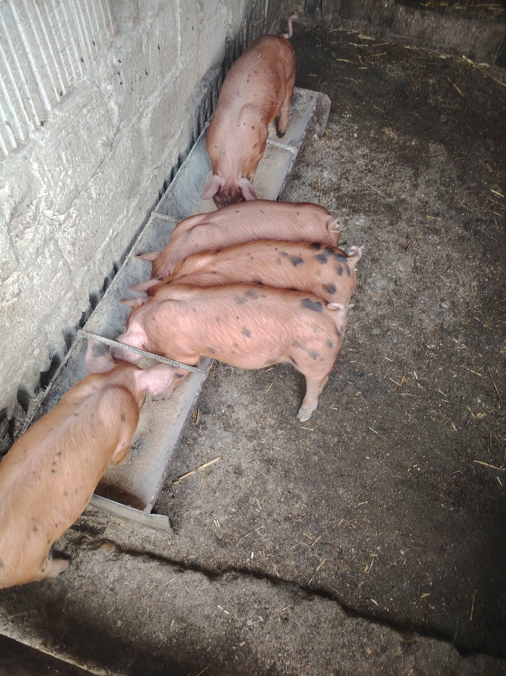 Rasă de carne petrean cu duroc.