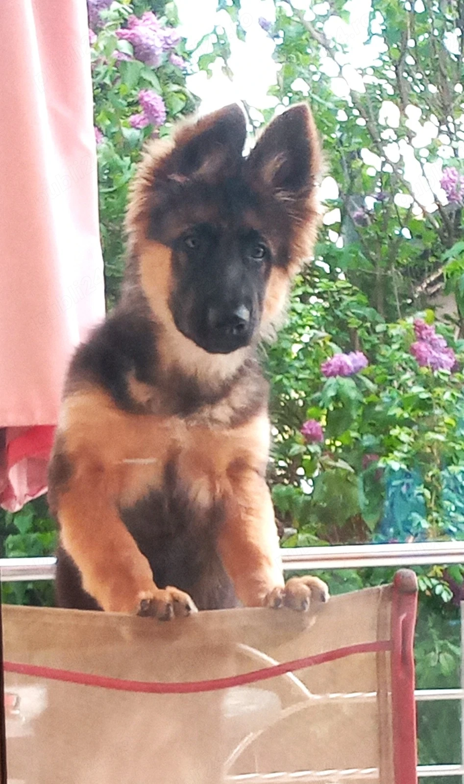 Pui ciobanesc german