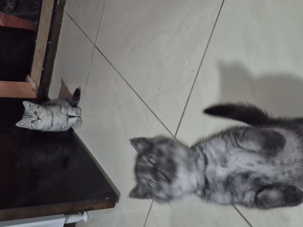 Pui British Shorthair14 saptamani