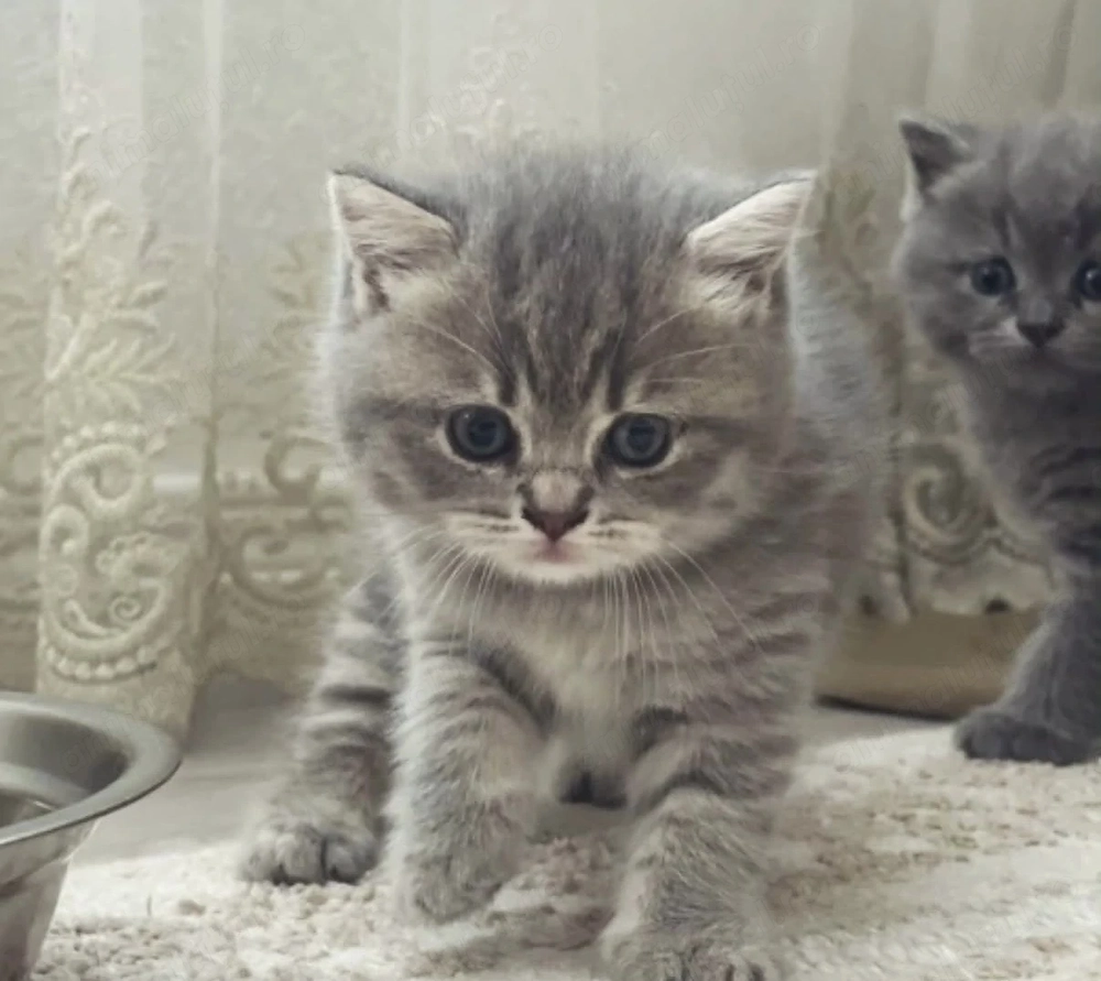 British shorthair chinchilla 