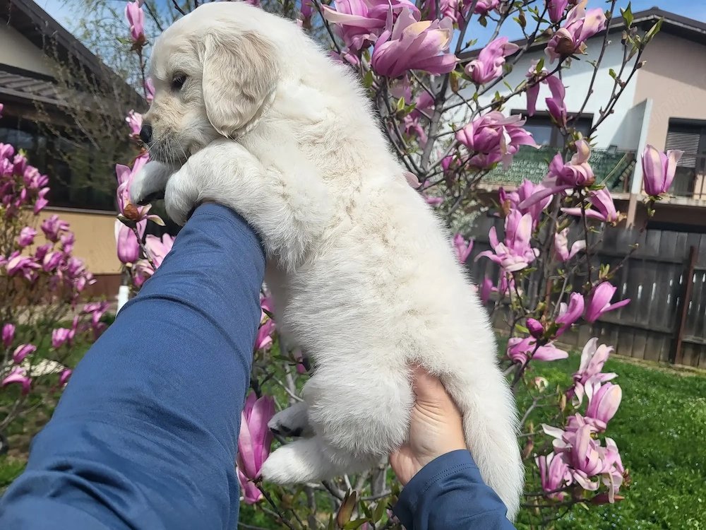 Golden Retriever   specialist in topit inimi   