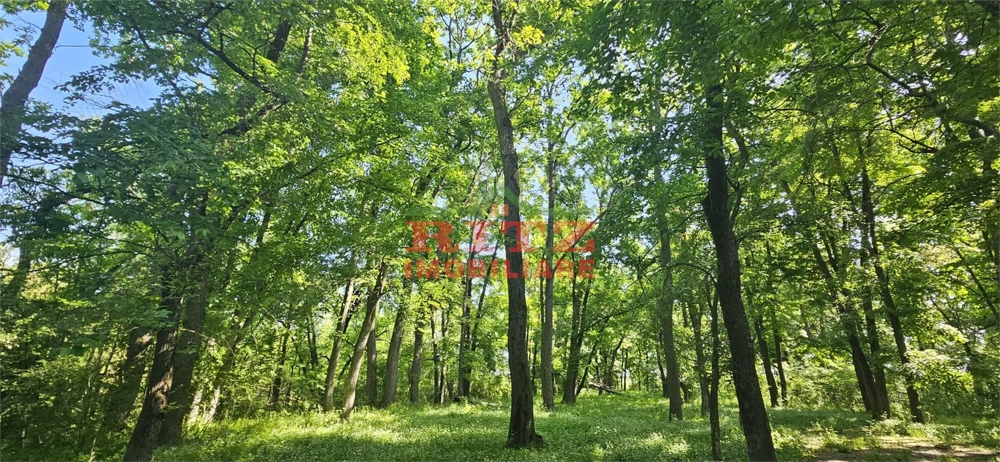 BALTA   15 ha si  p #259;dure de plop  #537;i stejar 14,5 ha – 295.000 mp – Dr #259;g #259;ne #537;t