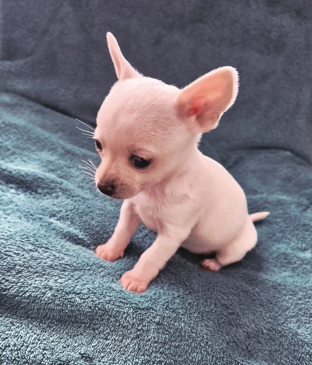 Fetiță chihuahua 