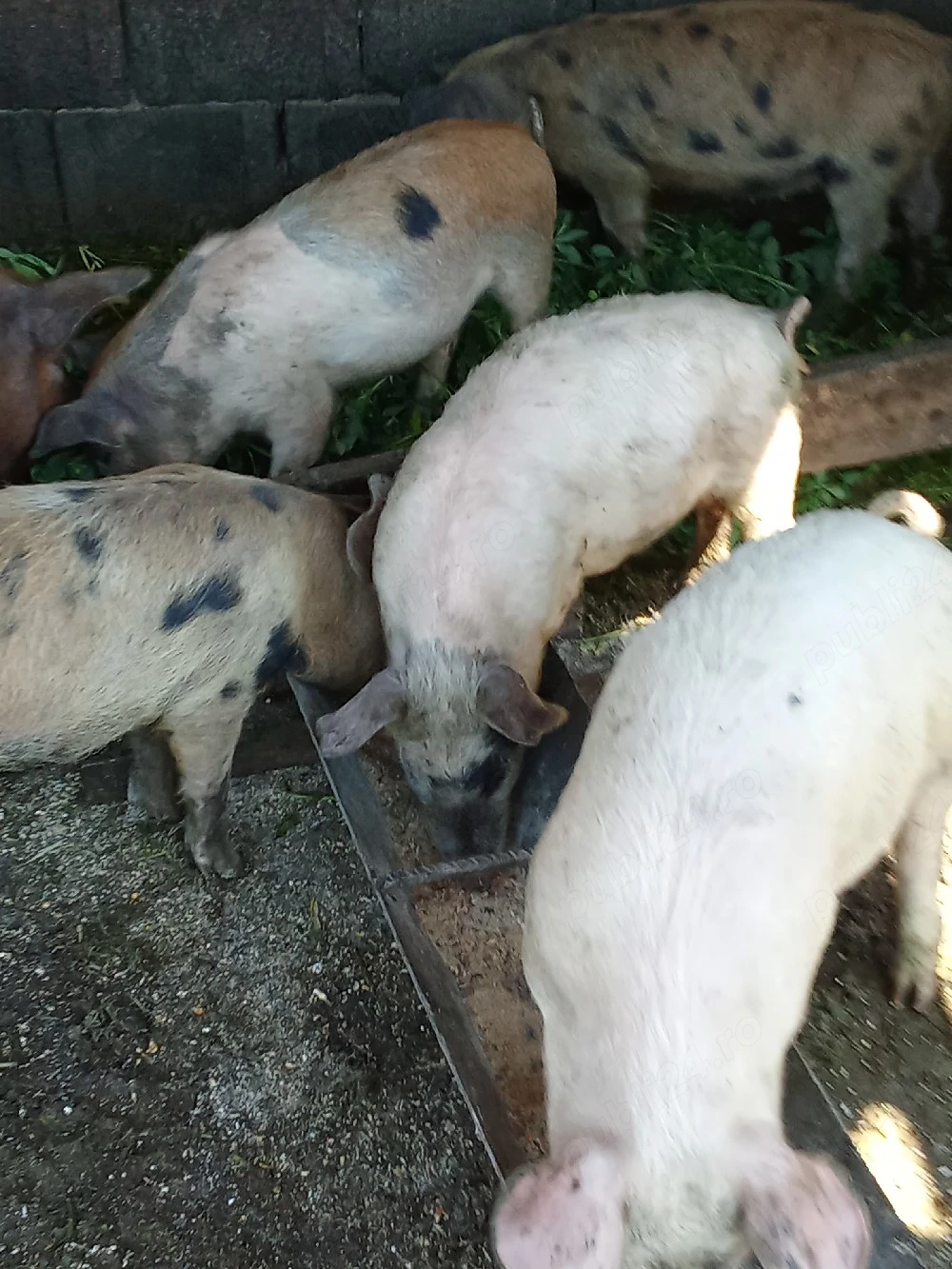 șoldani de vânzare 