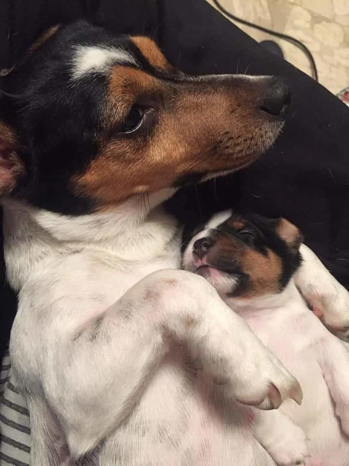 Jack Russell terrier tricolor, rasa pura, par scurt ,vaccinati 