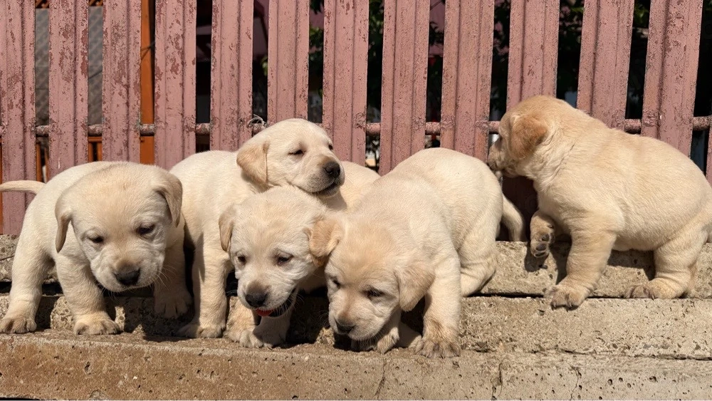 Labradori retriever