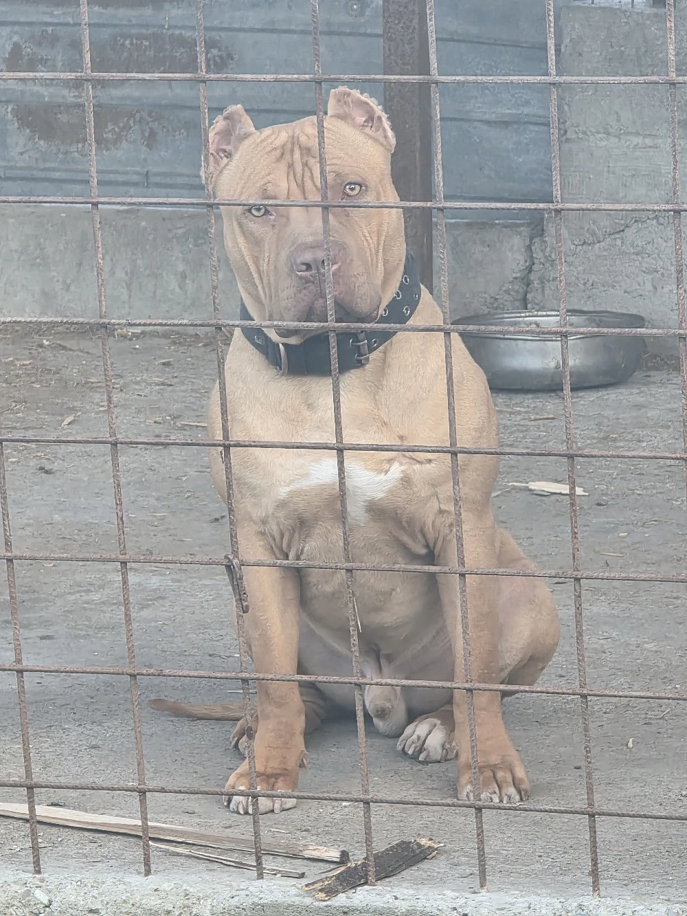 Amstaff ( PB) red nose