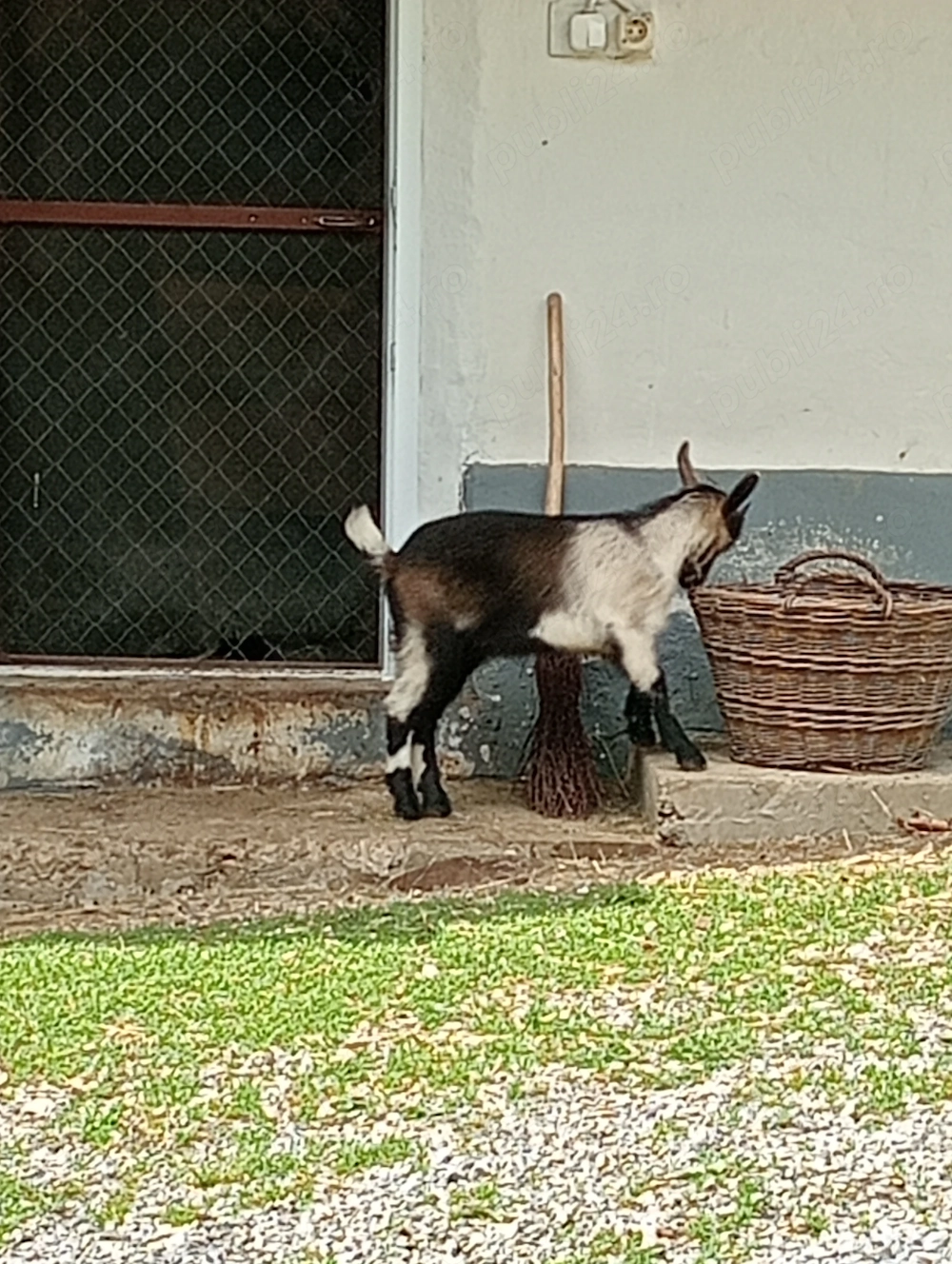 De vânzare 1 ieduta in Vișeu de Sus 