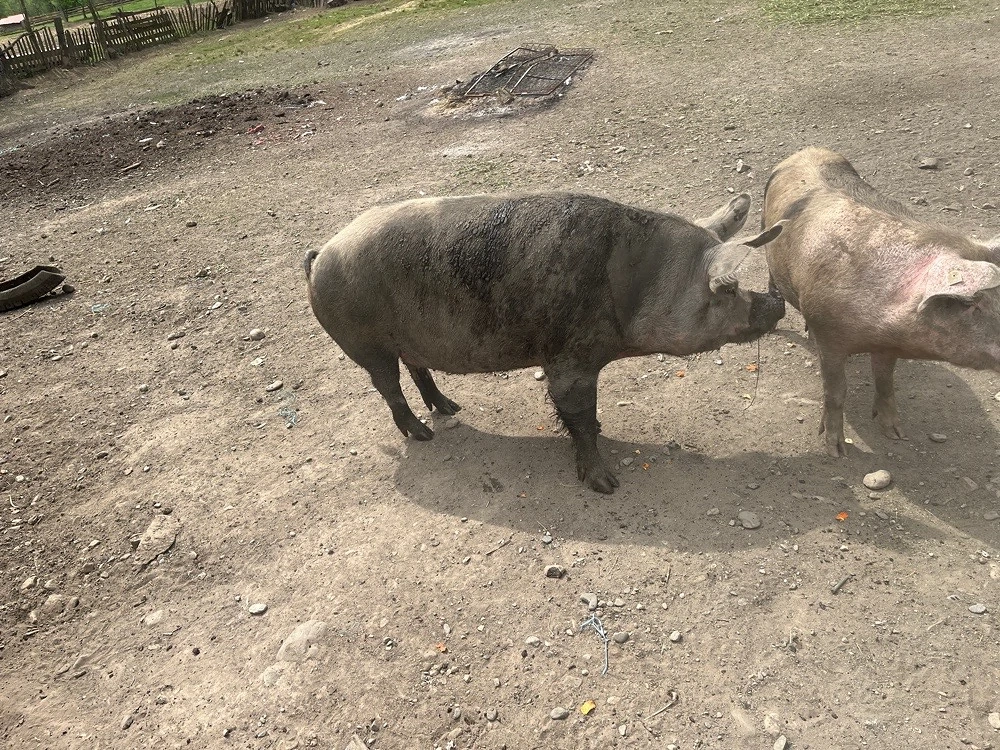 porci pentru sacrificare 