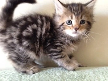 american shorthair