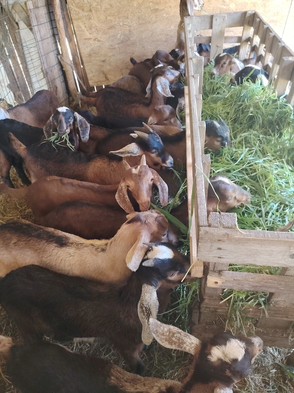 Vând ieduti buni de ținut!