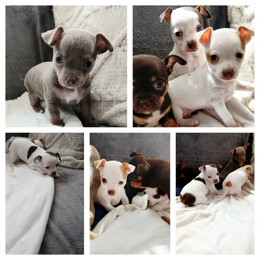  Vand  pui Chihuahua 
