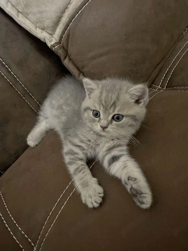 british shorthair silver 