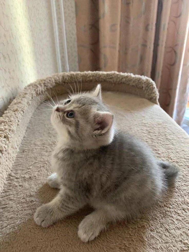 British Shorthair silver 