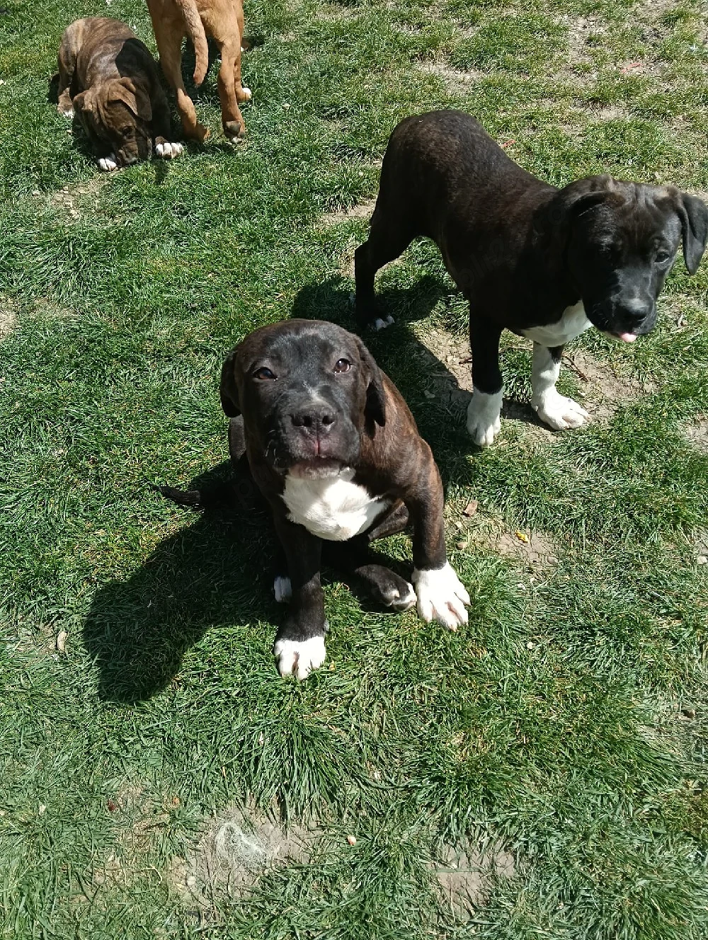 vand pui american bully xl