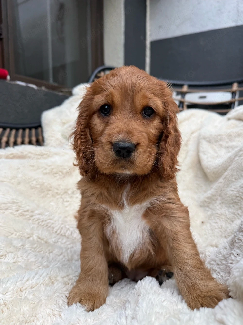 Cocker Spaniel fetita 