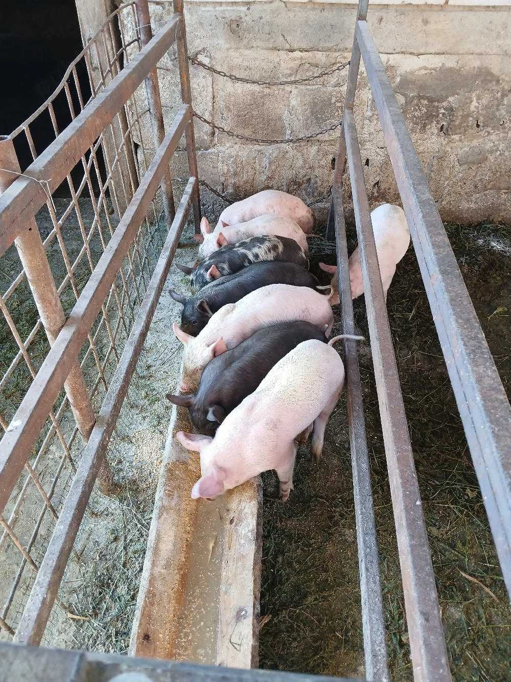 vand purcei