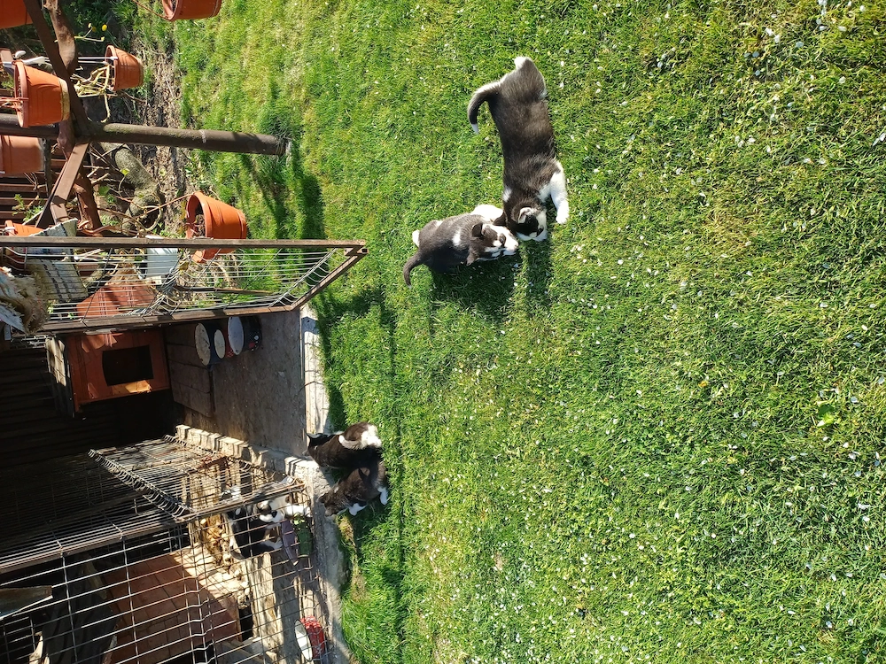 7 Pui Husky Siberian
