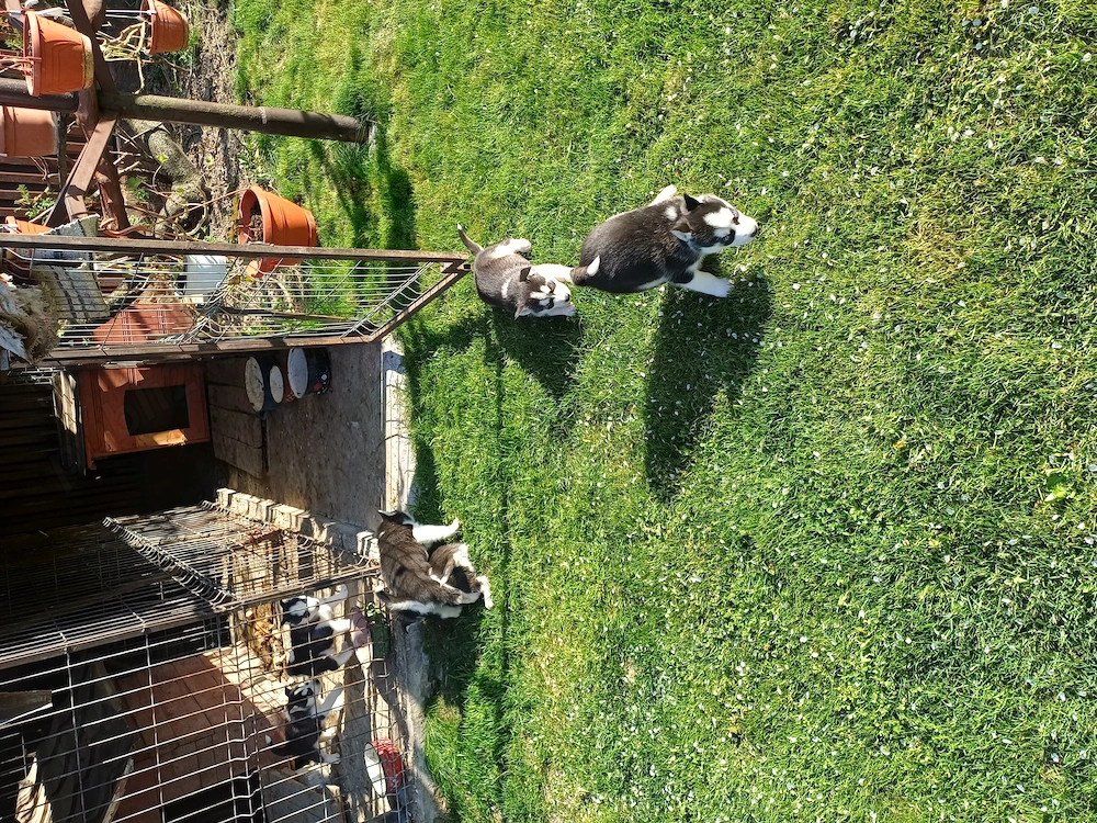 5 Pui Husky Siberian