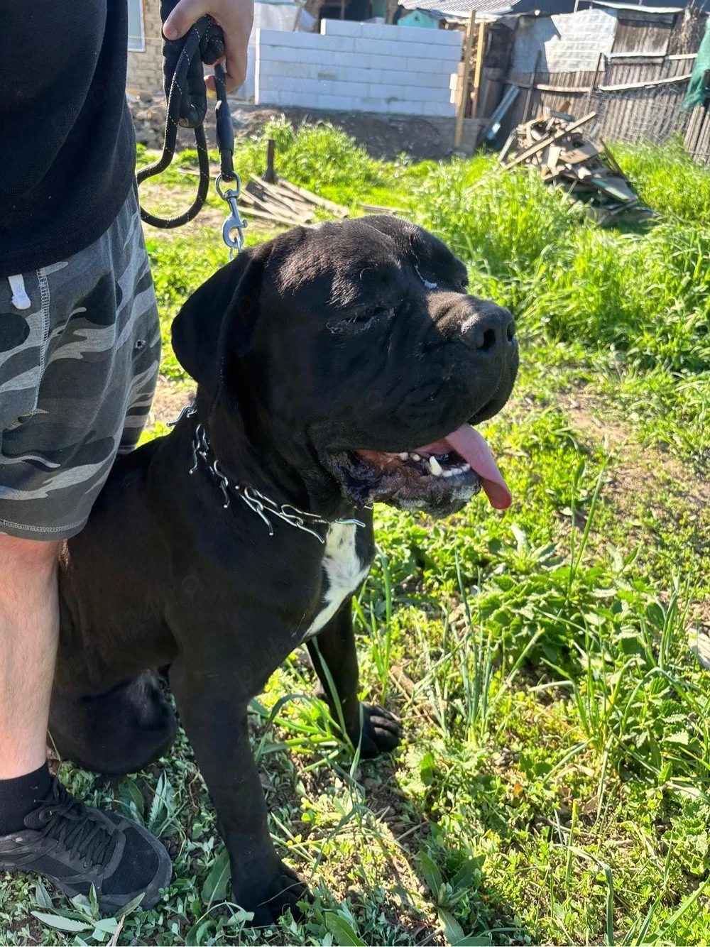 mascul Cane Corso