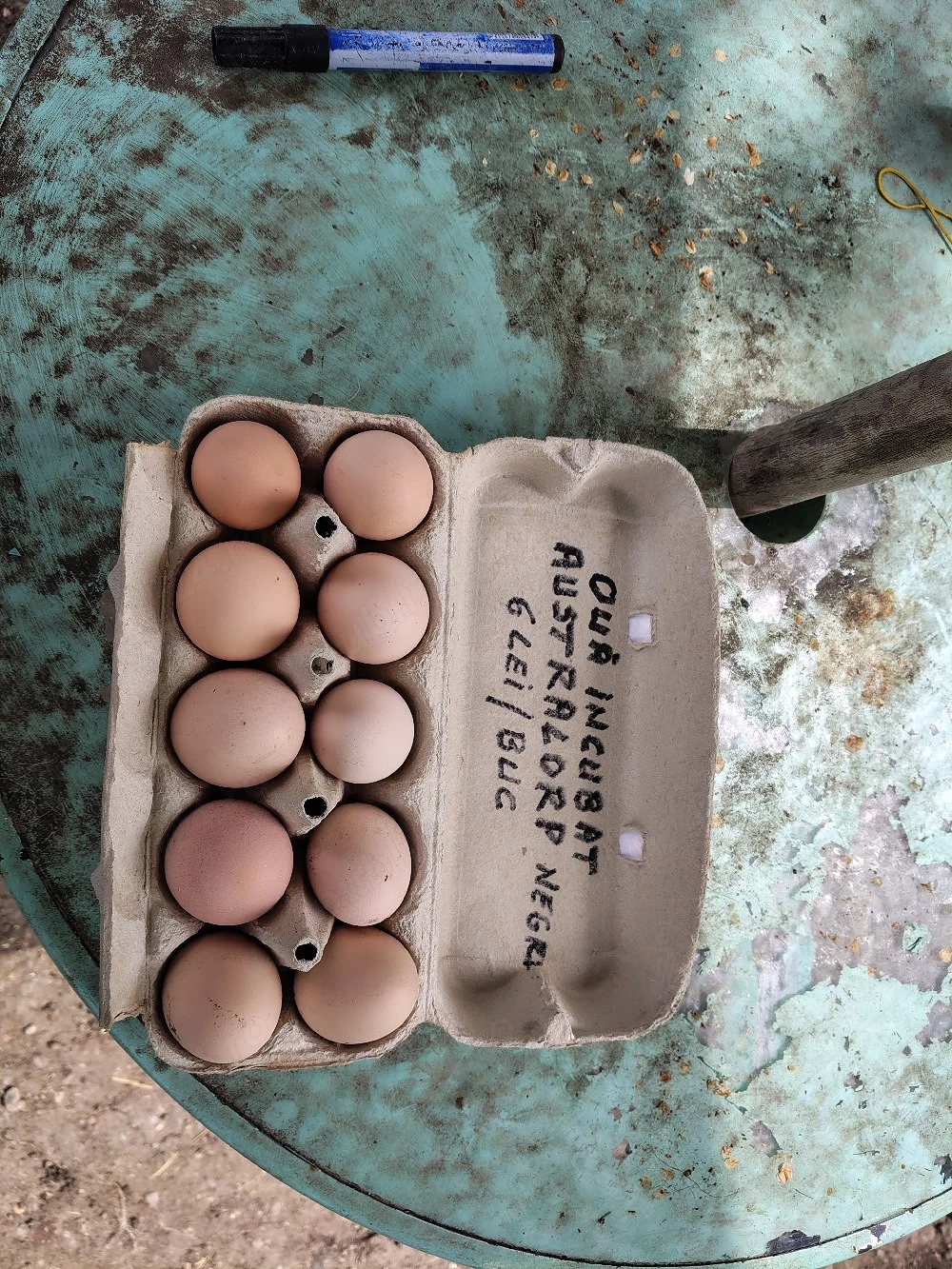 Oua incubat australorp negru de la gainile din imagini-talie mare
