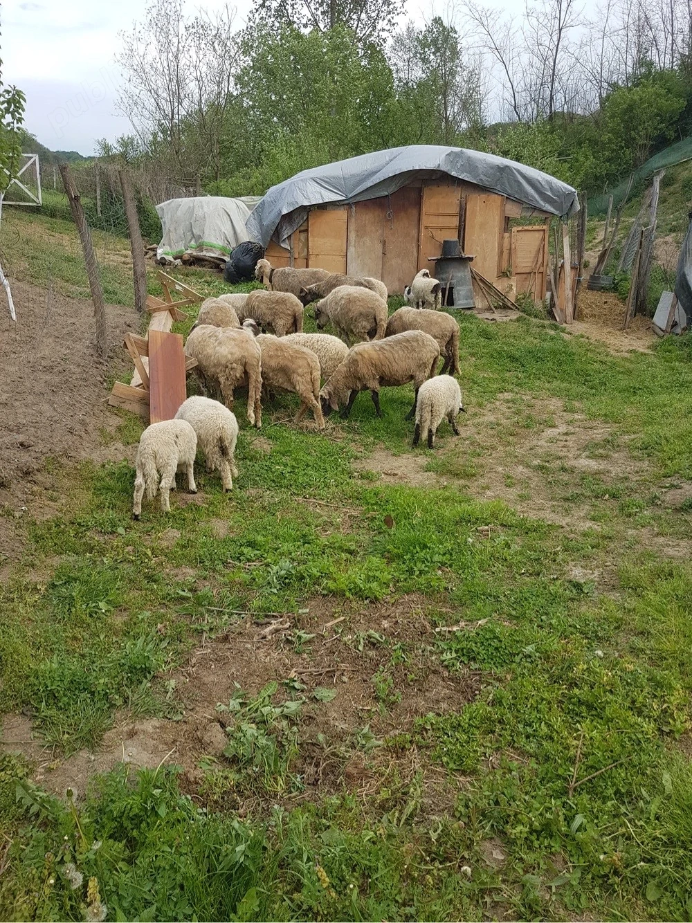 vand 8 oi si un berbec 