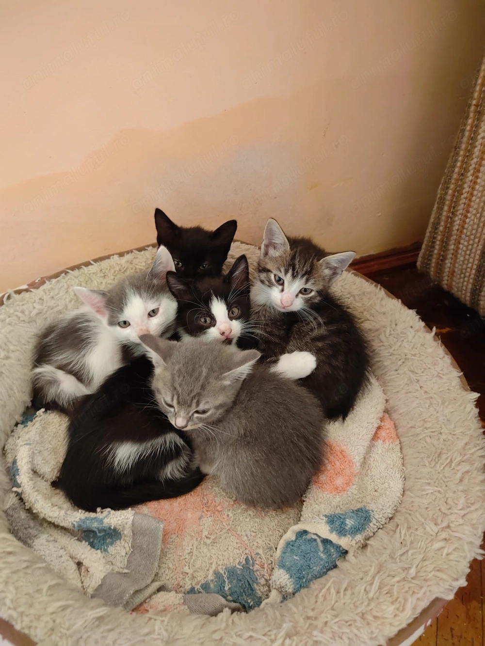 Pisoi in cautarea familiei ideale!