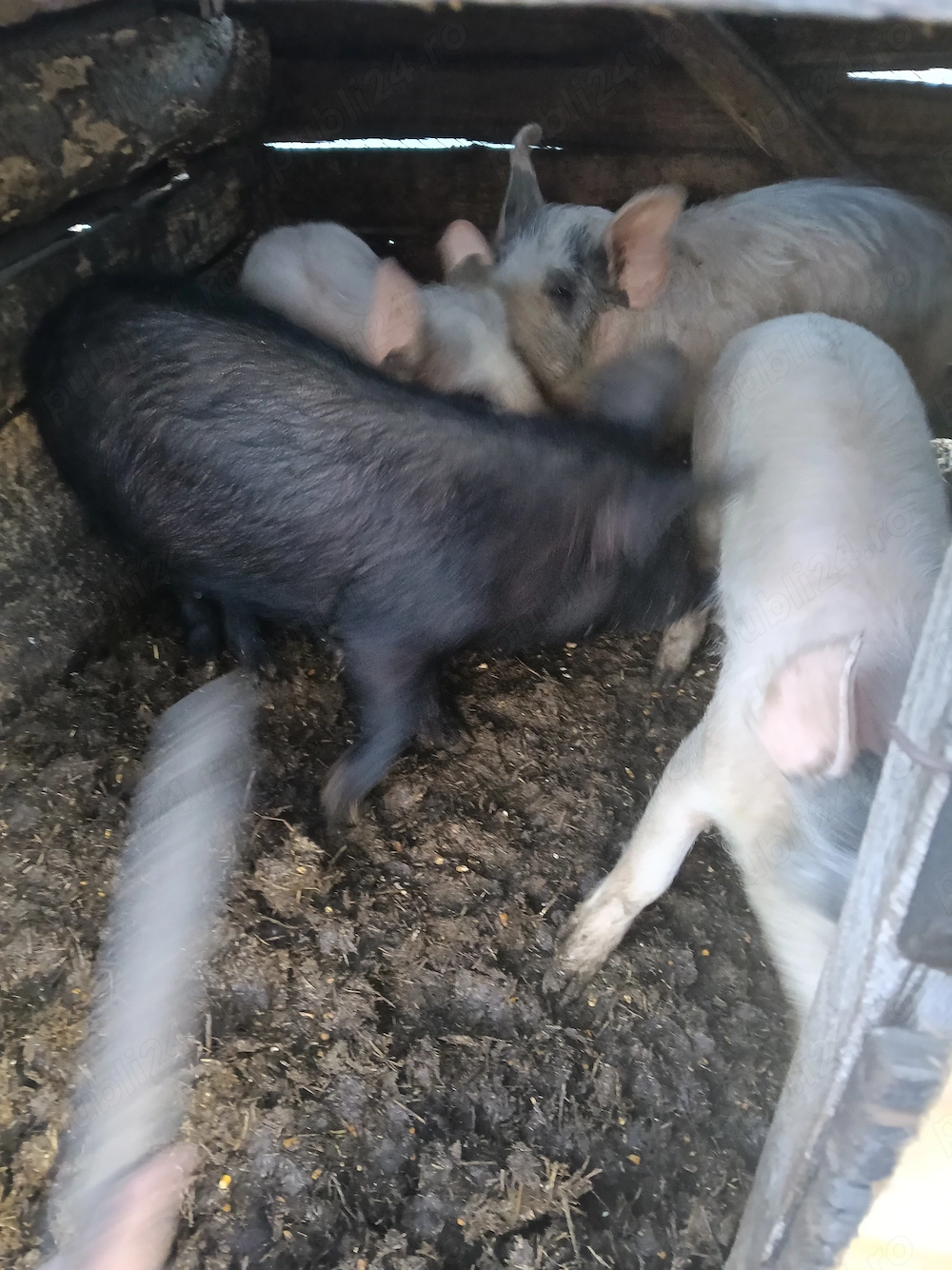 Șoldani de vânzare .