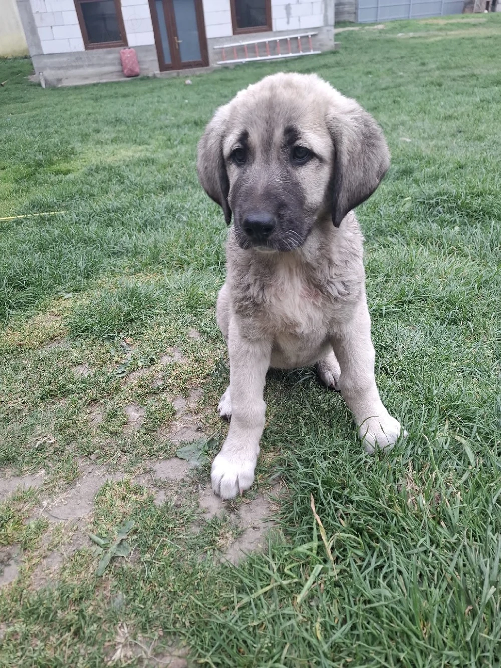 Catei metis kangal cu ciobanesc carpatin