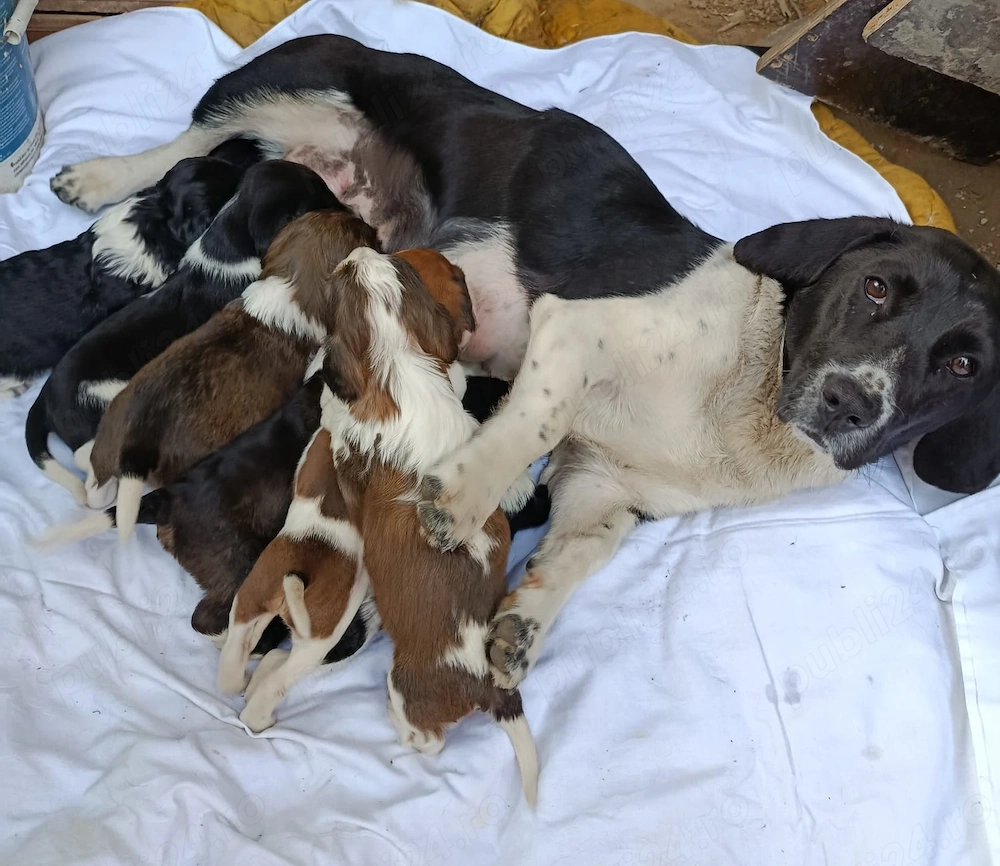 Catei talie medie pentru adoptie