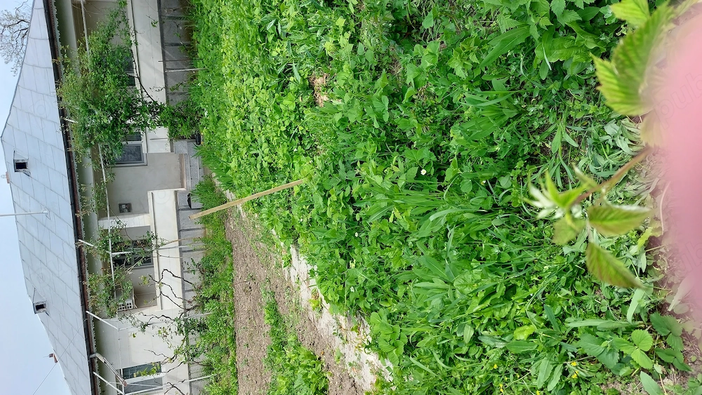 casa de vanzare Baba Ana Prahova