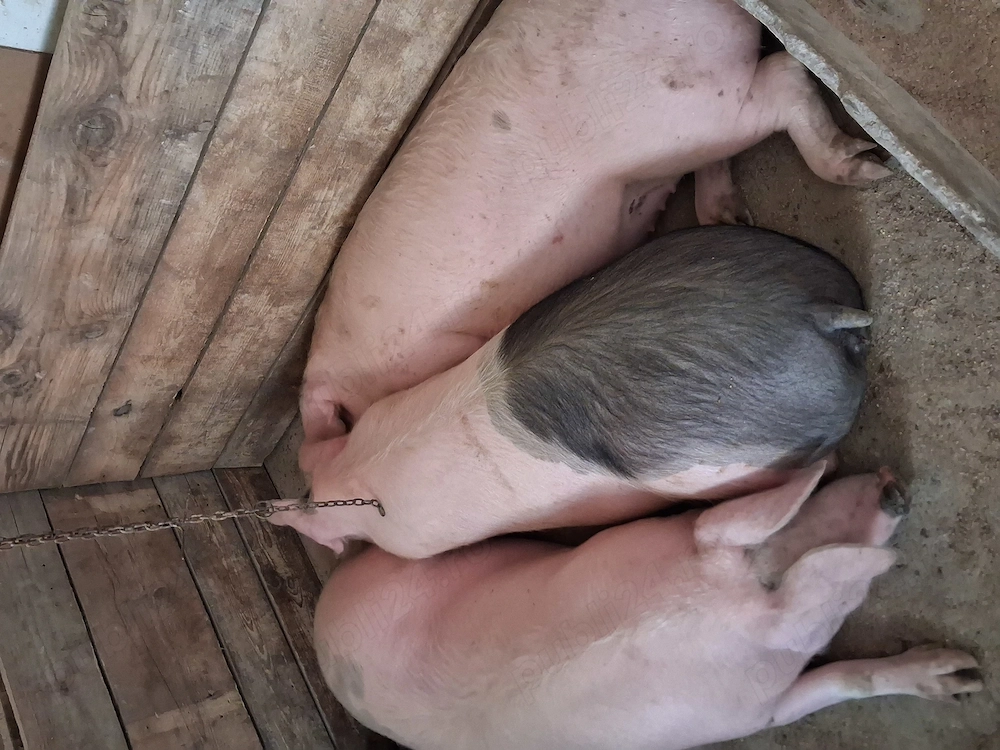 Porci de vinzare