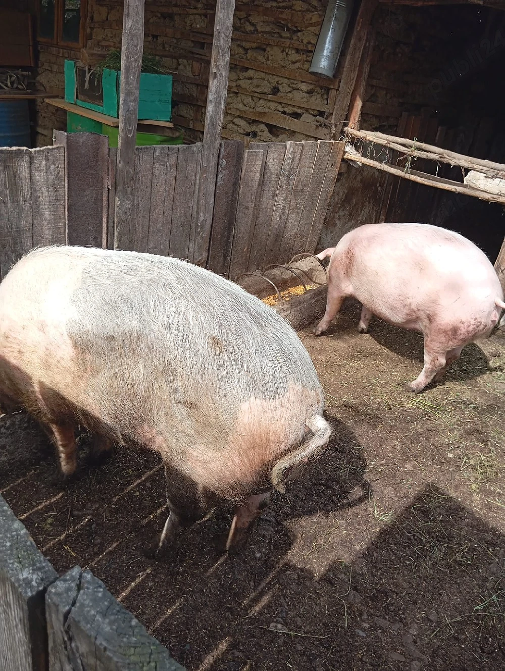 vand porc in loc. Cosereni jud Ialomita 