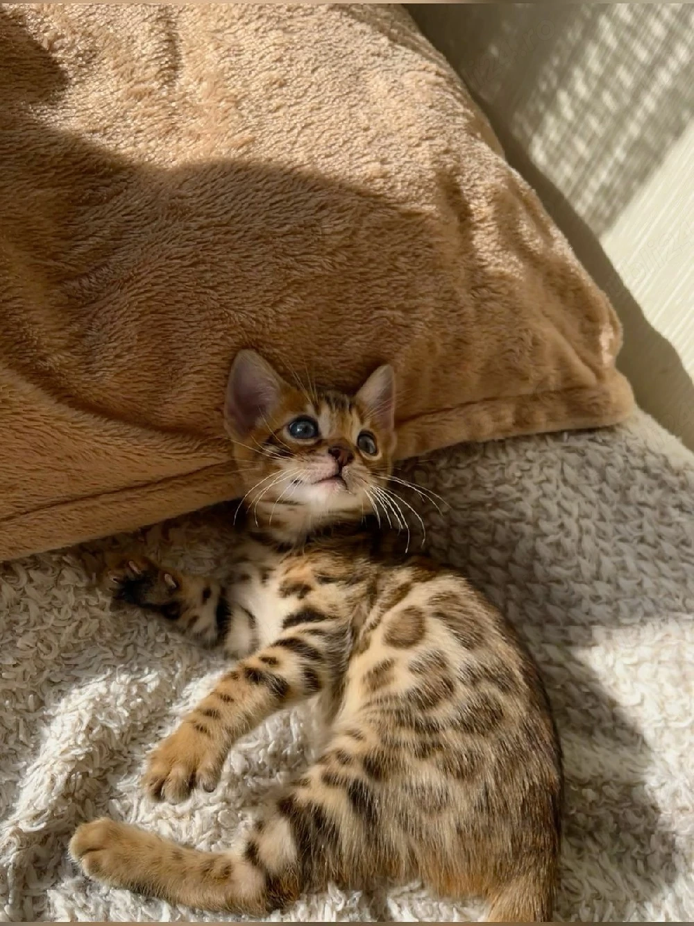 Bengal Brown 