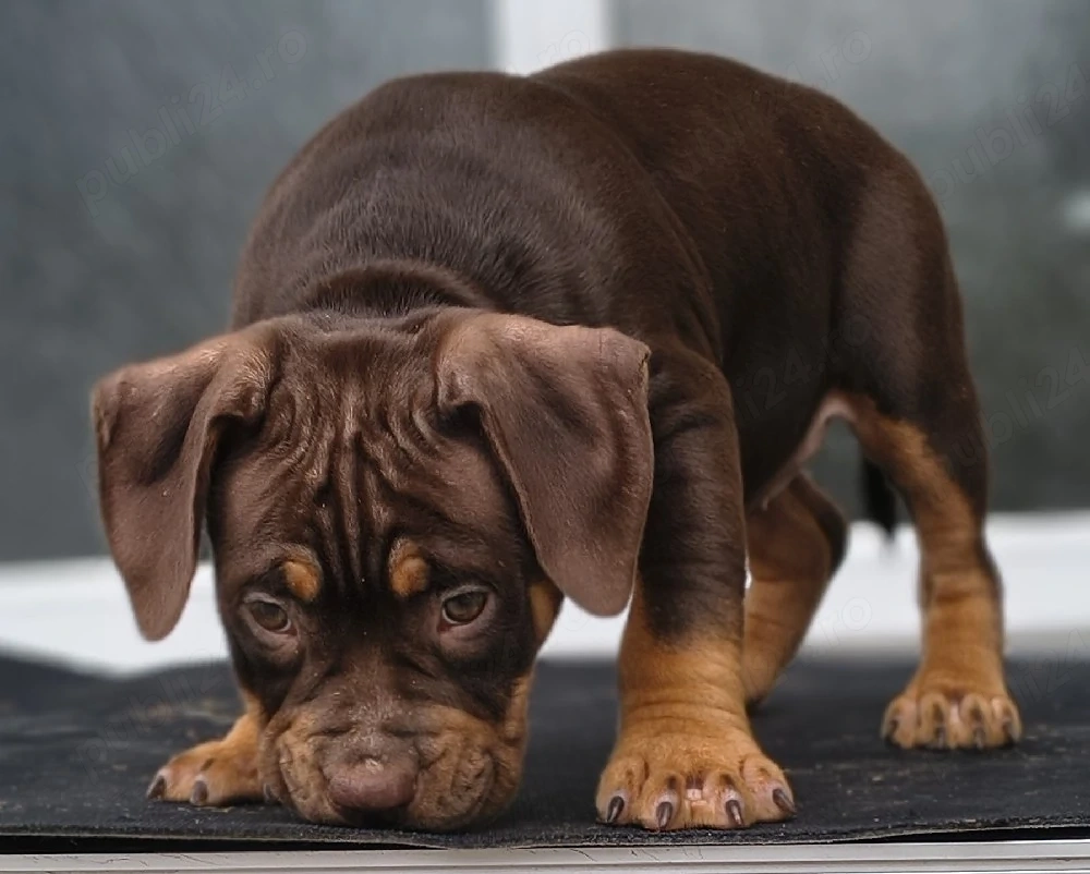 American bully pocket
