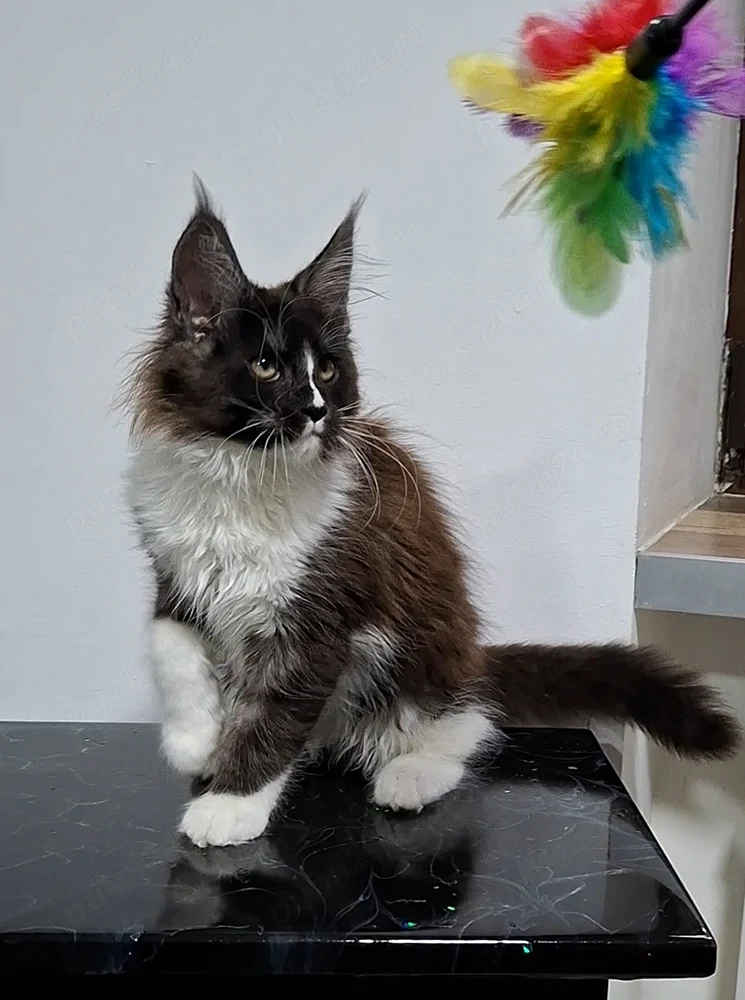 Maine Coon pisicuti cu Pedigree WCF-Magnificats-Felisa Timisoara