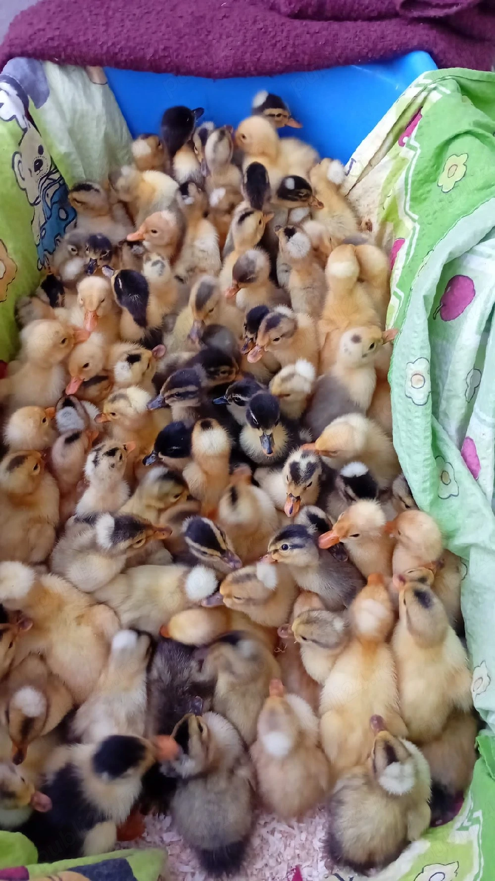 Boboci de rață 