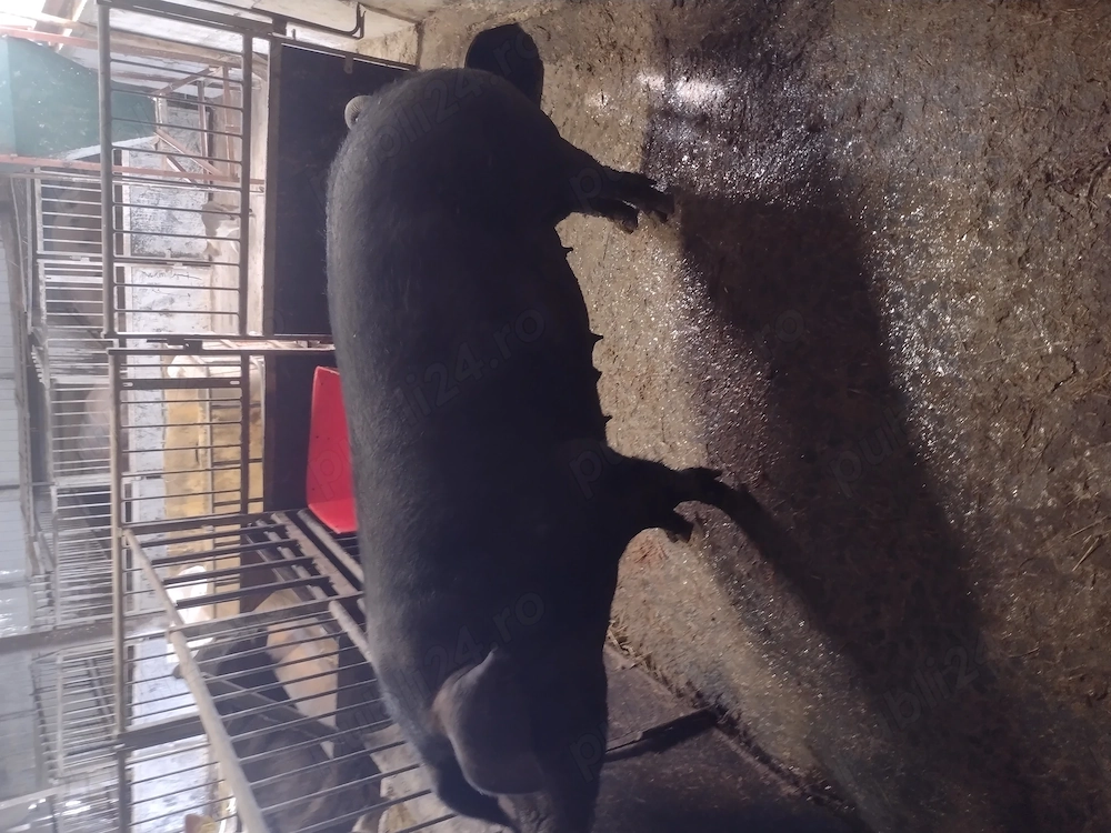 Scroafa duroc