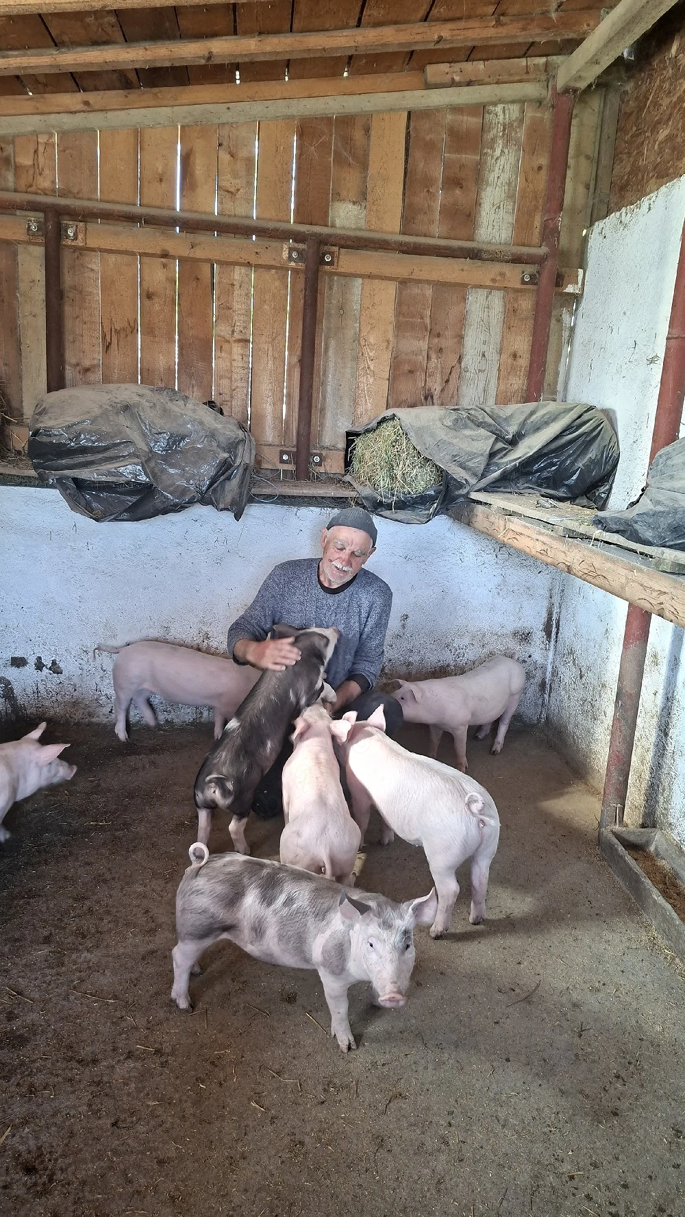 Porci și purcei 
