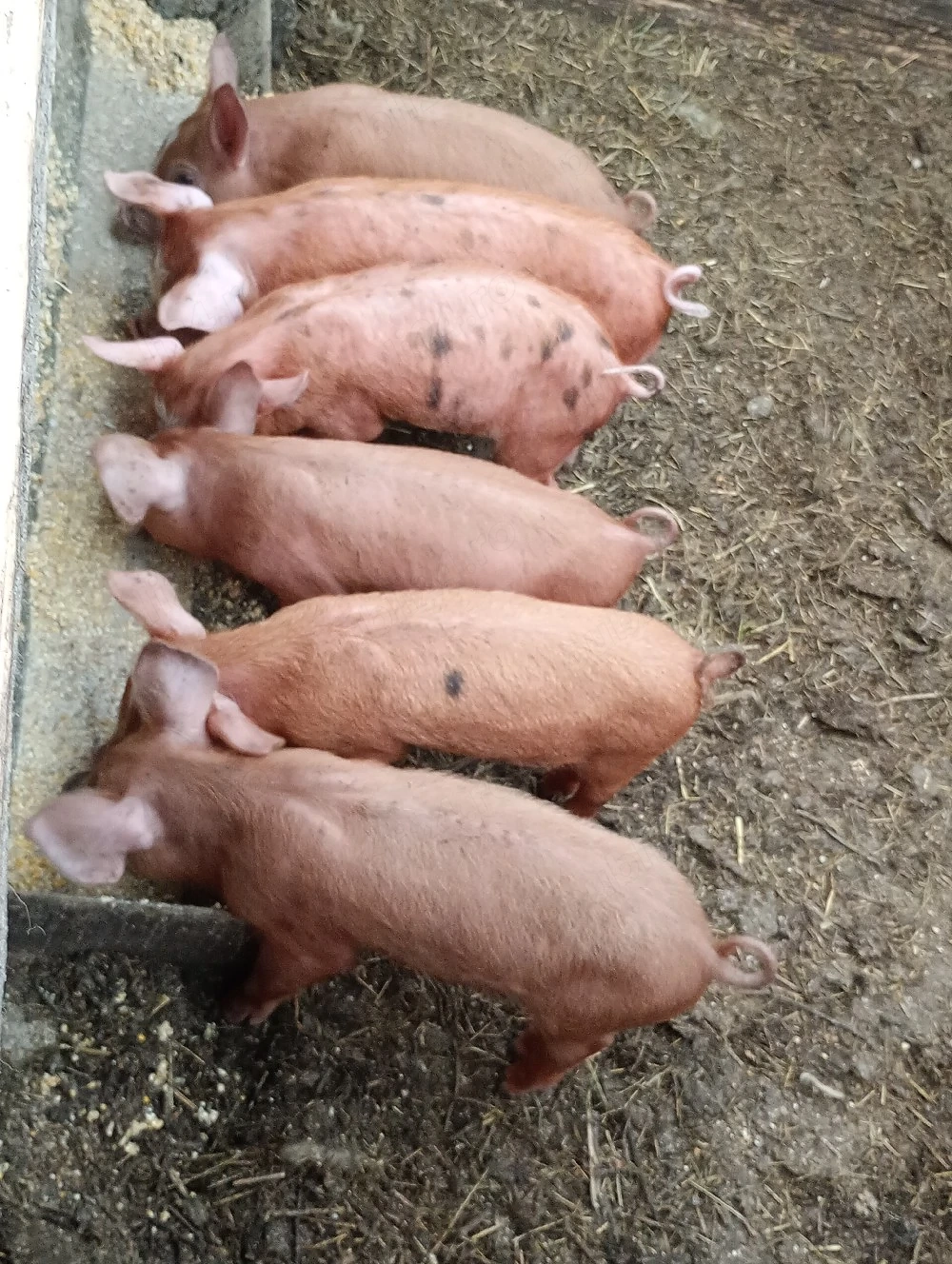 disponibili 6 purcei de 6 saptamani pret 200 lei bucata