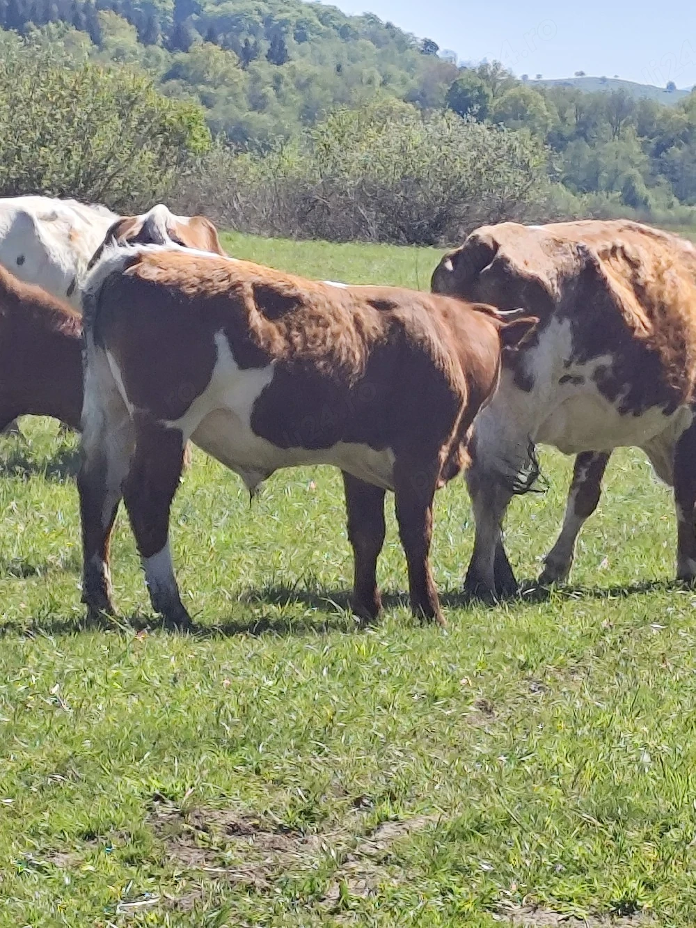 Vand tăuraș 