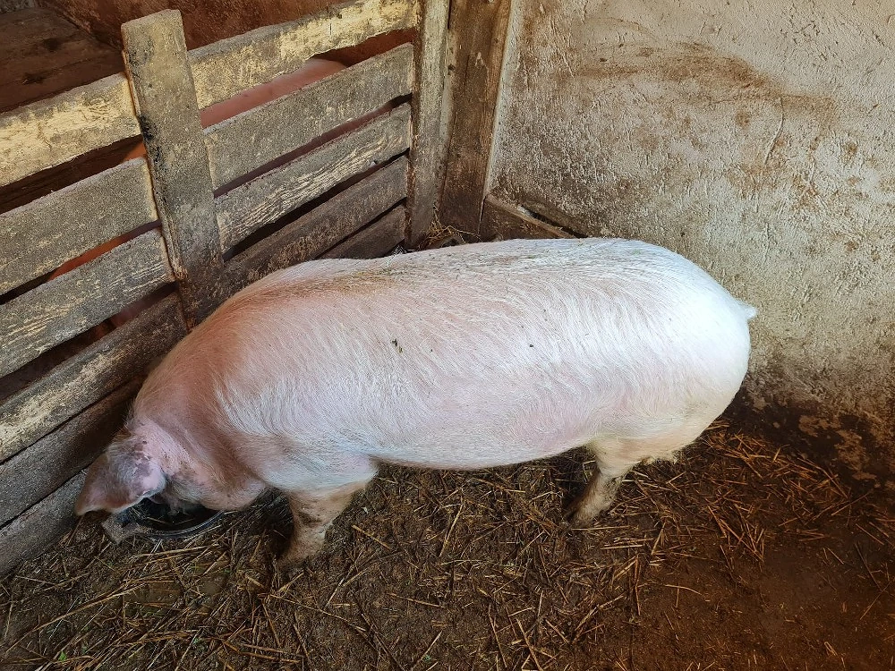 Vând un porc și 5 mieluți